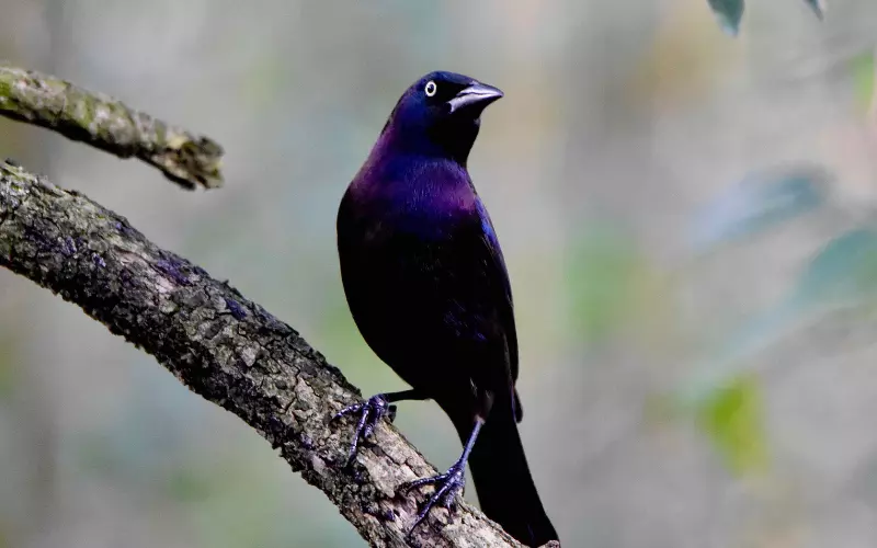 Social And Sexual Behaviour Of Common Grackle