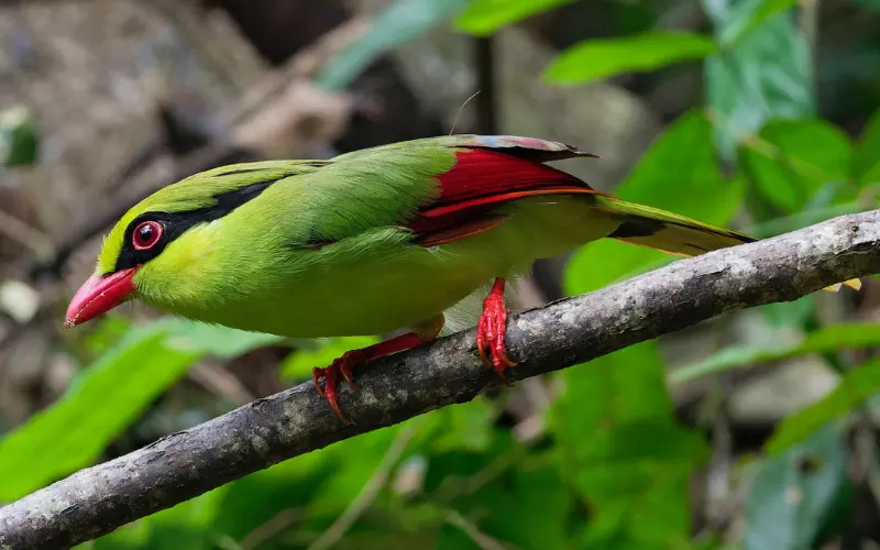 Social And Sexual Behaviour Of Common Green Magpie