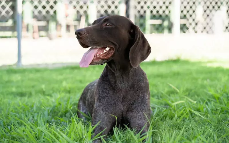 Social And Sexual Behaviour Of German Shorthaired Pointer