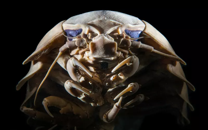 Social And Sexual Behaviour Of Giant Isopod