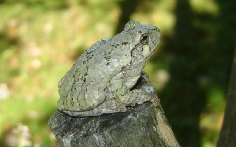 Social And Sexual Behaviour Of Gray Tree Frog