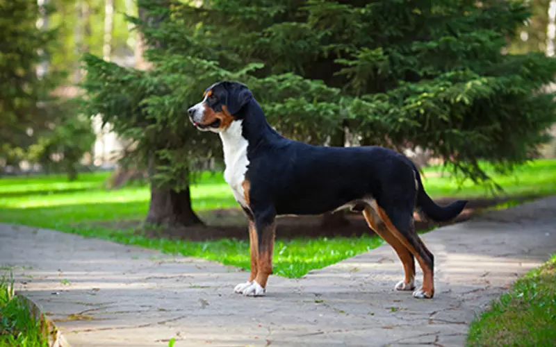 Social And Sexual Behaviour Of Greater Swiss Mountain Dog