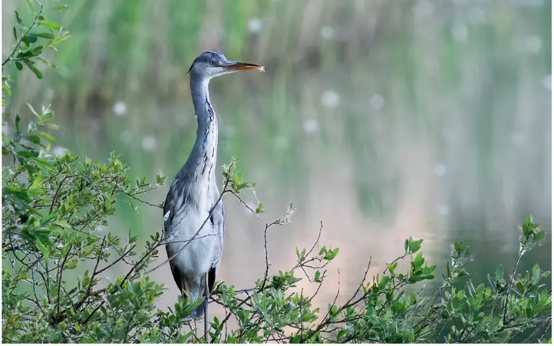 Social And Sexual Behaviour Of Grey Heron