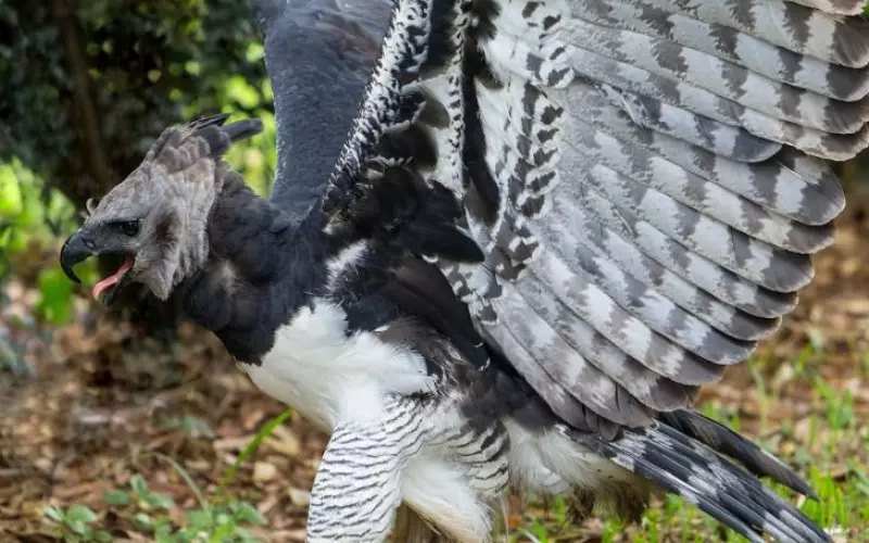 Social And Sexual Behaviour Of Harpy Eagle