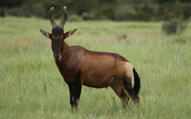 Social And Sexual Behaviour Of Hartebeest