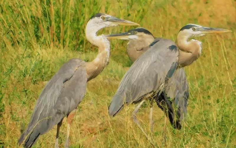 Social And Sexual Behaviour Of Heron