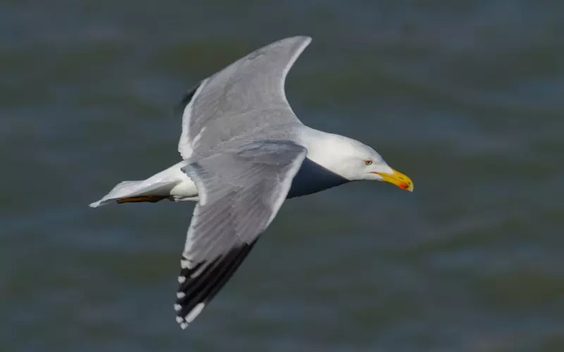 Social And Sexual Behaviour Of Herring Gull