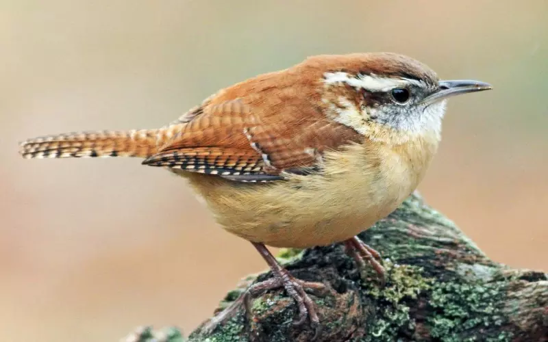 Social And Sexual Behaviour Of House Wren