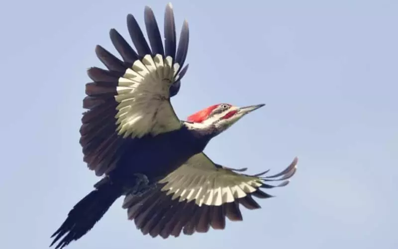 Social And Sexual Behaviour Of Ivory-Billed Woodpecker