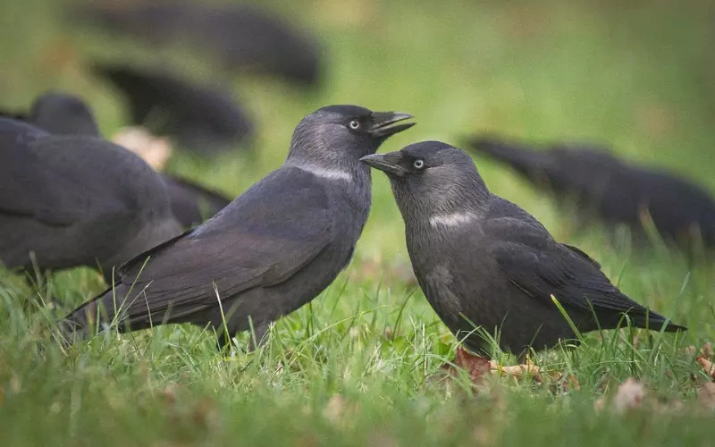Social And Sexual Behaviour Of Jackdaw