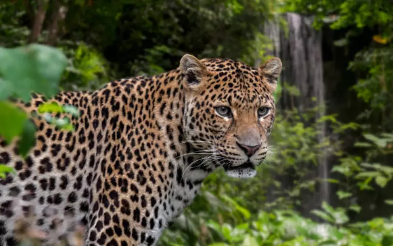 Social And Sexual Behaviour Of Javan Leopard