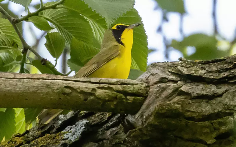 Social And Sexual Behaviour Of Kentucky Warbler