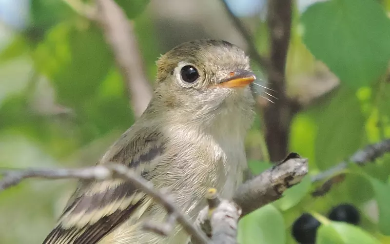 Social And Sexual Behaviour Of Least Flycatcher