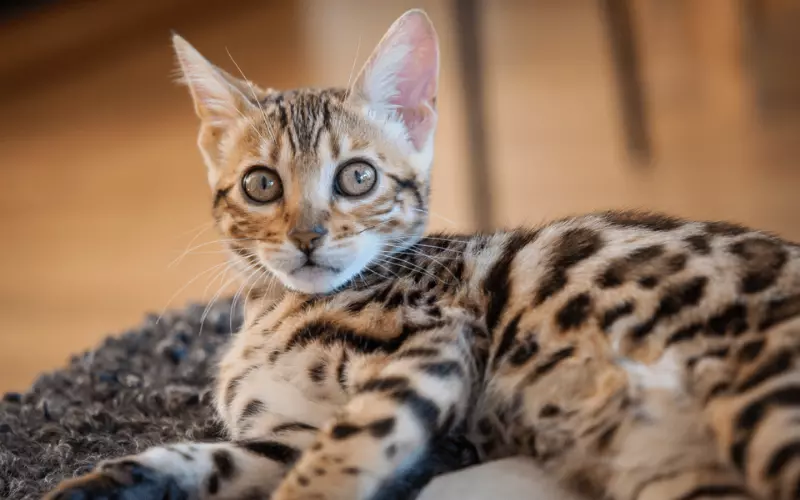 Social And Sexual Behaviour Of Leopard Cat