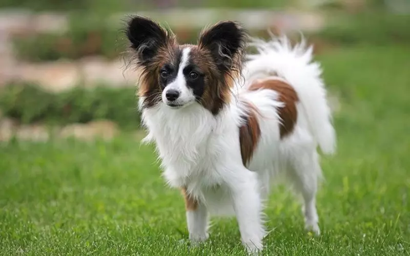 Social And Sexual Behaviour Of Papillon Mix