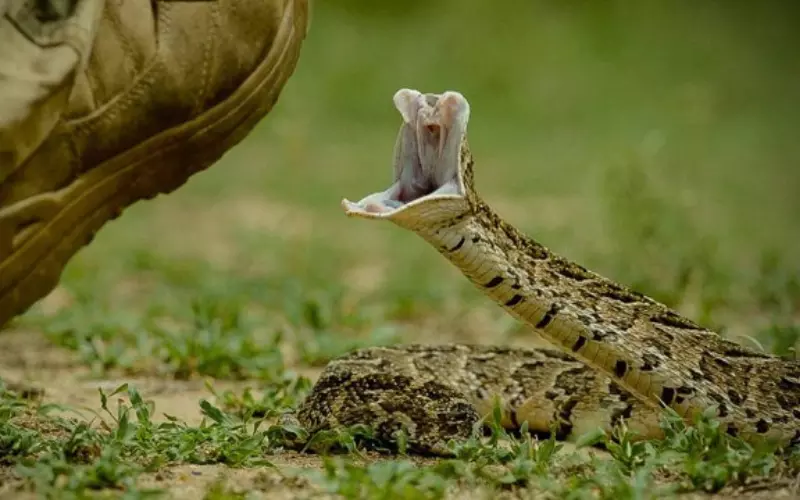 Social And Sexual Behaviour Of Puff Adder