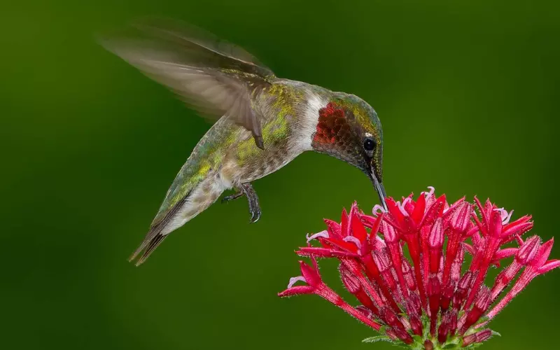 Social And Sexual Behaviour Of Ruby-Throated Hummingbird