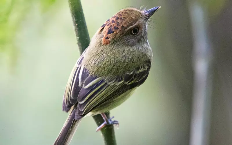 Social And Sexual Behaviour Of Scale-Crested Pygmy Tyrant