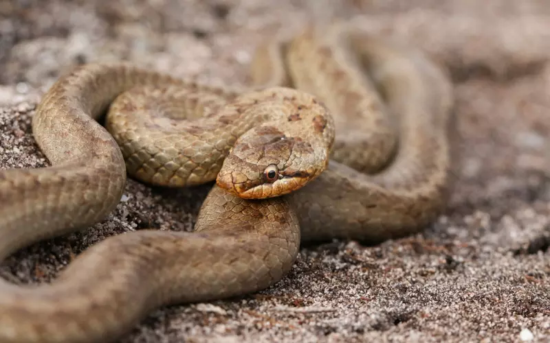 Social And Sexual Behaviour Of Smooth Snake