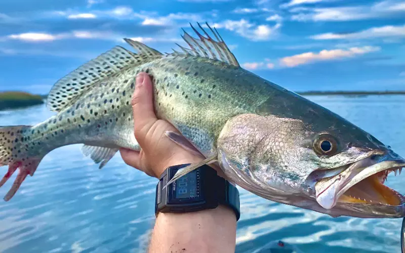 Social And Sexual Behaviour Of Speckled Trout