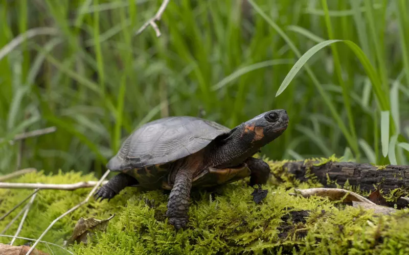 Social And Sexual Behaviour Of Spiny Hill Turtle