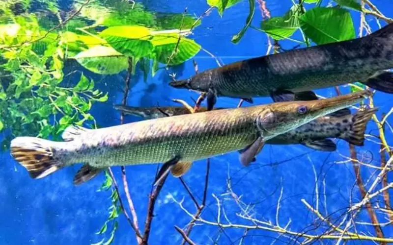 Social And Sexual Behaviour Of Spotted Gar