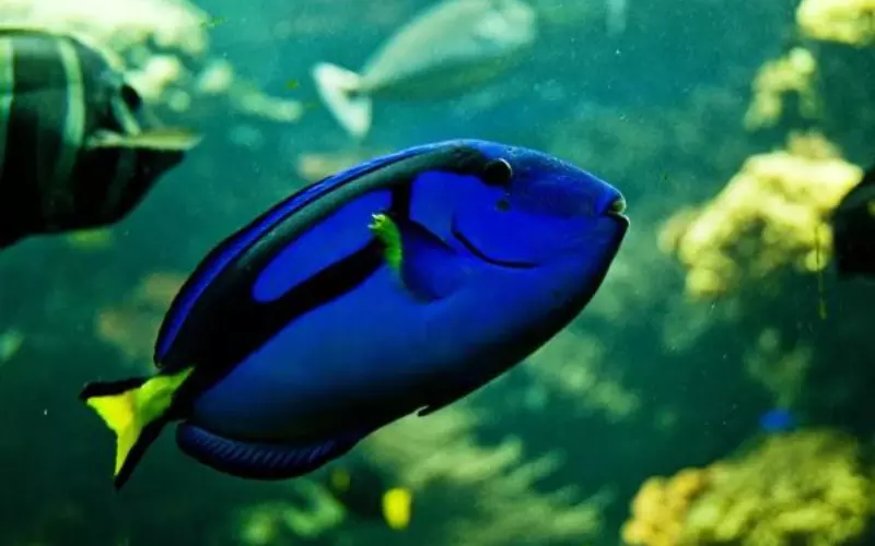 Social And Sexual Behaviour Of Surgeonfish