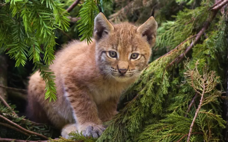 Social and Sexual Behaviour of Balkan Lynx