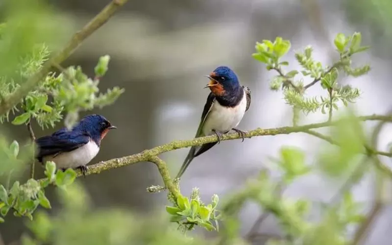 Social and Sexual Behaviour of Barn Swallow