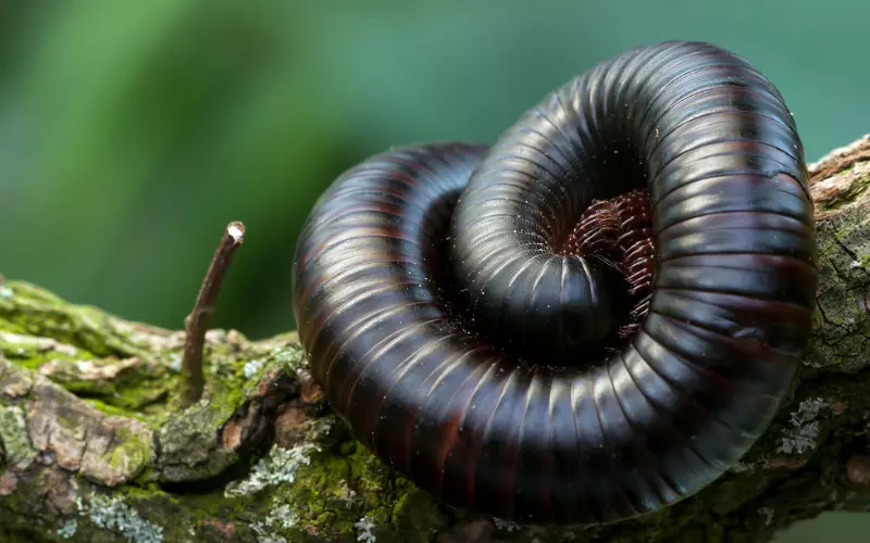 Social and Sexual Behaviour of Millipede