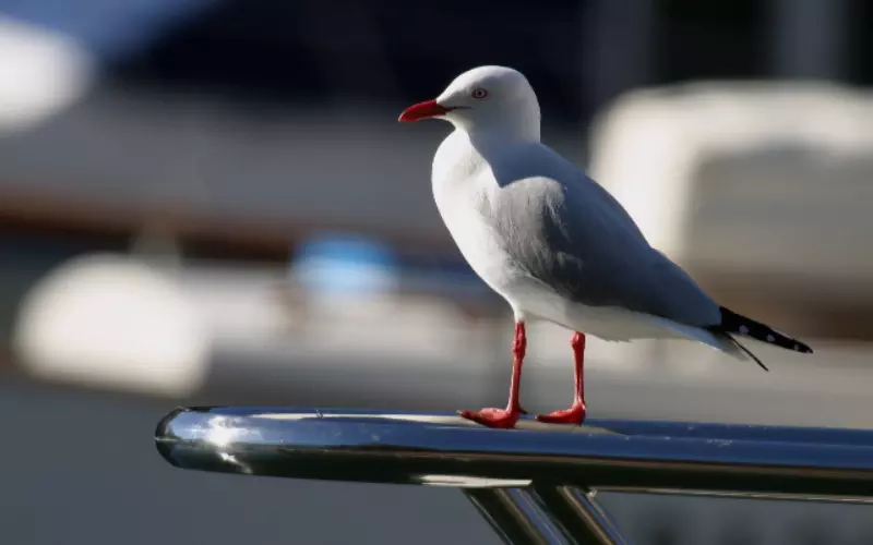 Social and Sexual Behaviour of Seagull