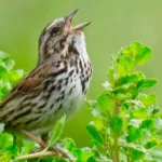 Song Sparrow