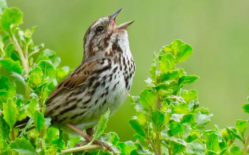 Song Sparrow