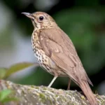 Song Thrush