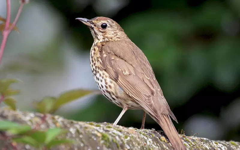 Song Thrush