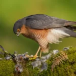 Sparrowhawk