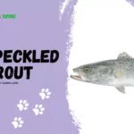 Speckled Trout