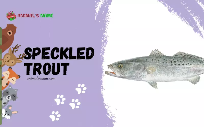 Speckled Trout