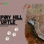 Spiny Hill Turtle