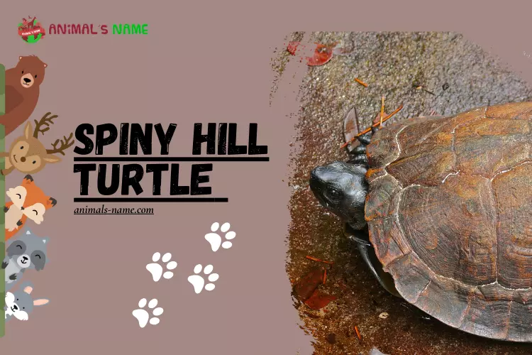 Spiny Hill Turtle