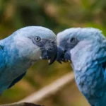 Spixs Macaw