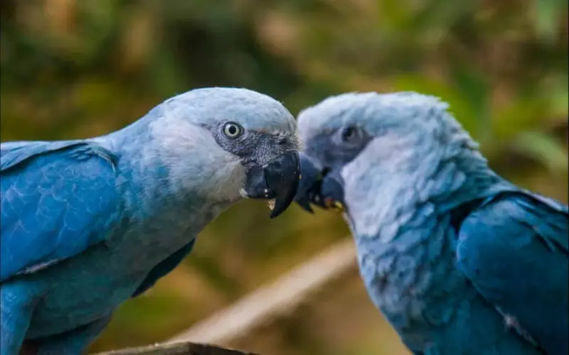 Spixs Macaw