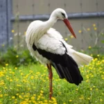 Stork