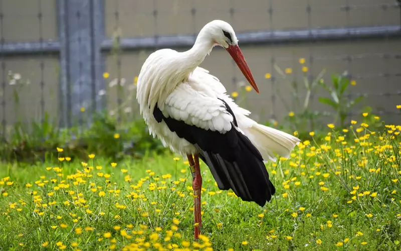 Stork