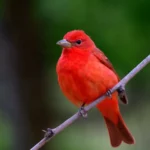 Summer Tanager