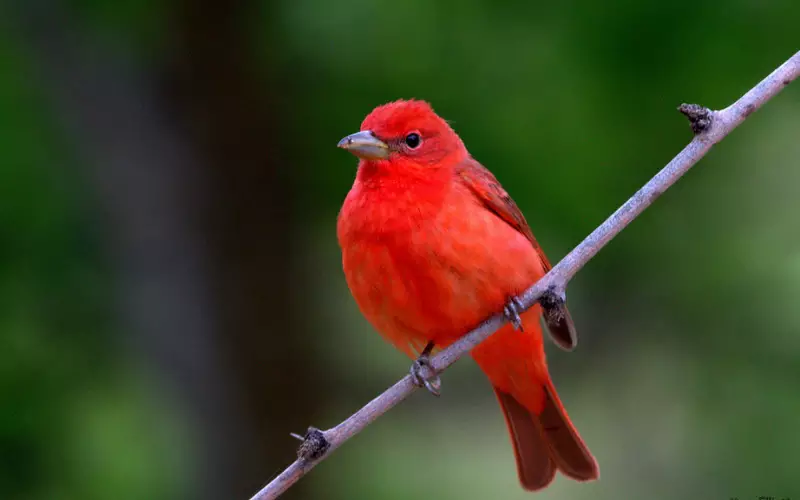 Summer Tanager