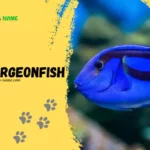 Surgeonfish