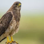 Swainson Hawk