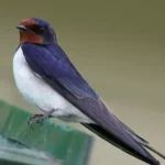 Swallow