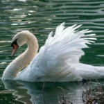 Swan